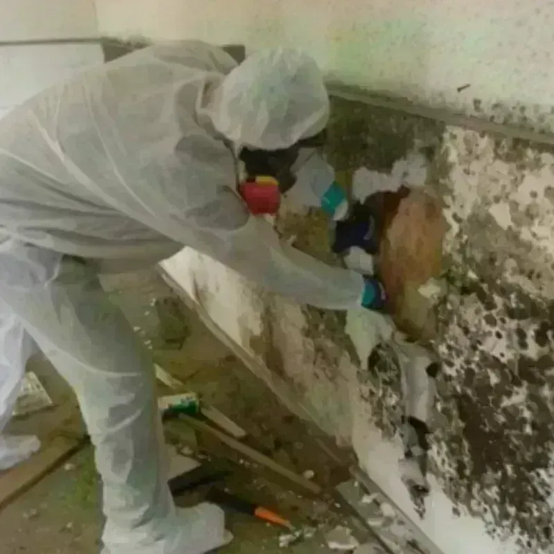 Mold Remediation and Removal in Kane County, IL